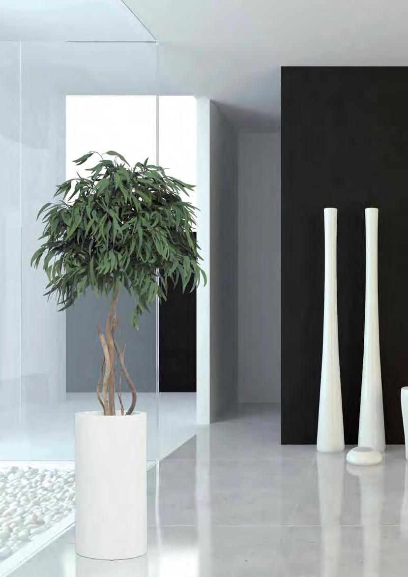 Eucalyptus PENDULA Eucalyptus PENDULA 8 9