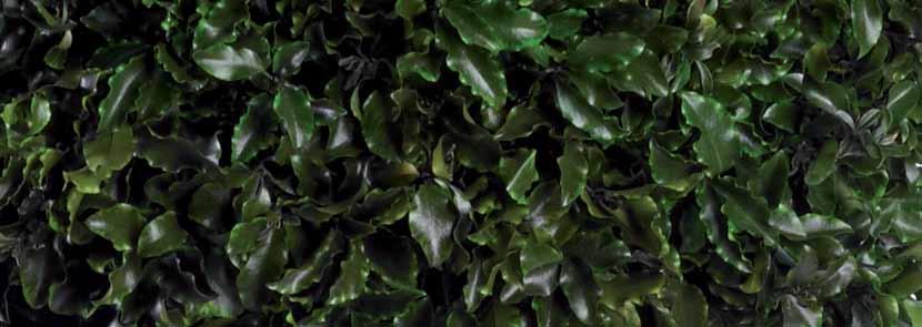 Verdíssimo Pittosporum