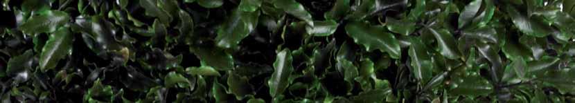 10 TENUIFOLIUM 11