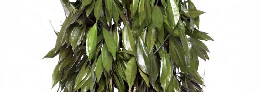 Eucalyptus CINEREA