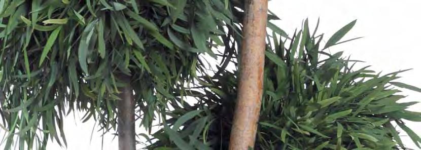 Verdíssimo Eucalyptus 14