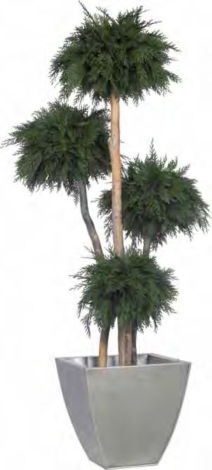 APB/0116 Green Tenuifolium