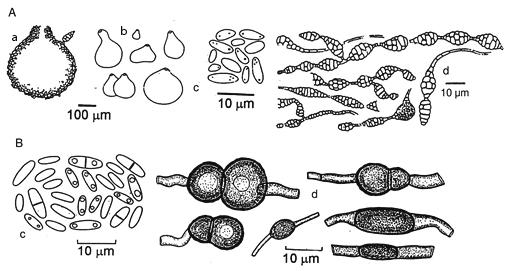 Progress in Plant Protection 56 (2) 2016 209 Paraphoma chrysanthemicola (Hollos) Gruyter, Aveskamp et Verkley, syn.