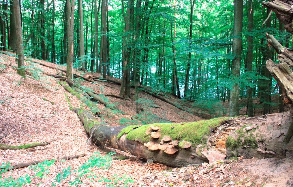 Przegląd Przyrodniczy XXVII, 4 (2016) Fot. 1. Rezerwat przyrody Jezioro Łubówko (fot. Sławomir Zieliński). Photo 1.