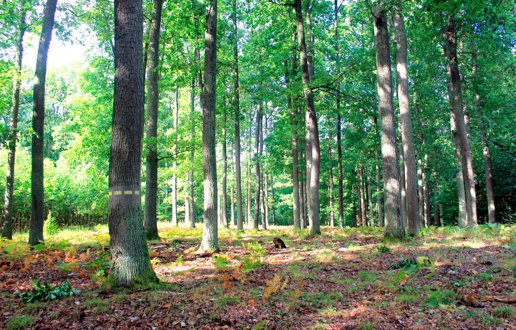 Pozbawiony martwego drewna i ubogi w mikrosiedliska nadrzewne drzewostan nasienny. oddział 268, obręb Drezdenko (fot.