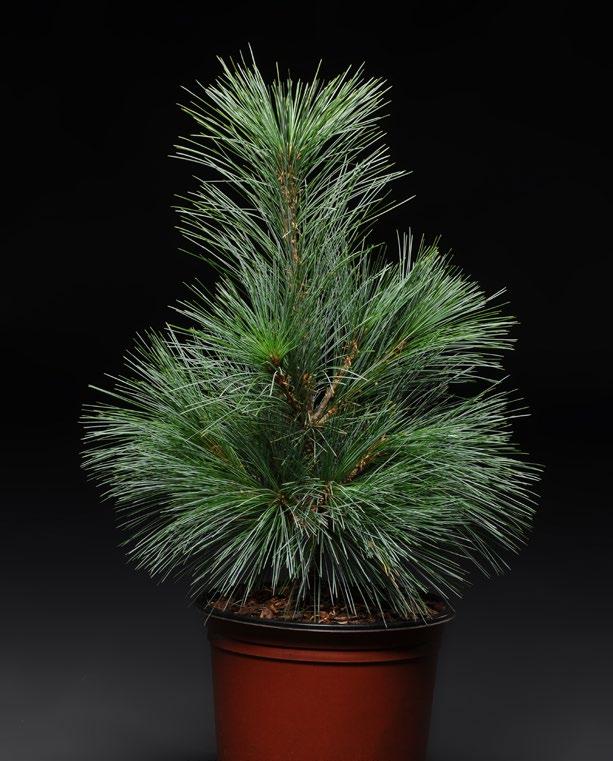 Pinus x