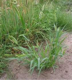 Włośnica zielona (Setaria viridis) Uciążliwy chwast w ogrodach na polach