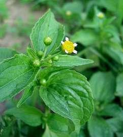 Żółtlica drobnokwiatowa (Galinsoga parviflora) Uciążliwy chwast polny na blisko 9% obszaru zlewni.