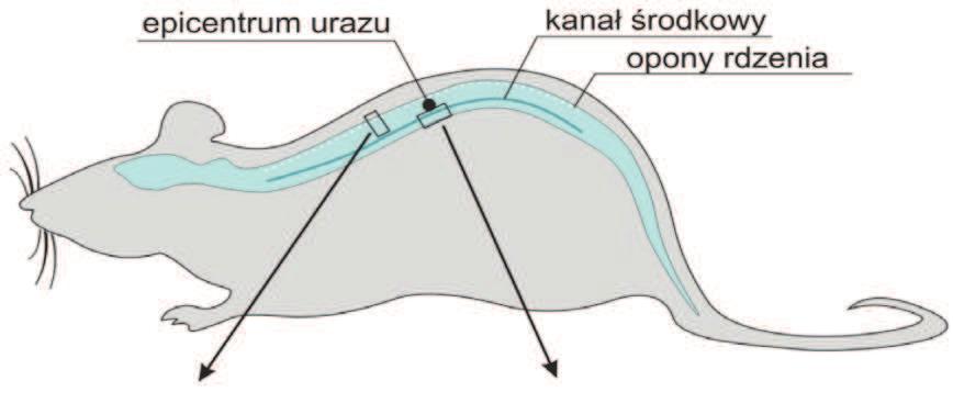 Wykonywano ponadto barwienie wybranych skrawków za pomocą Luxol Fast Blue (Bio-Optica. Mediolan, Włochy) w celu oceny stopnia demielinizacji istoty białej uszkodzonego rdzenia kręgowego.