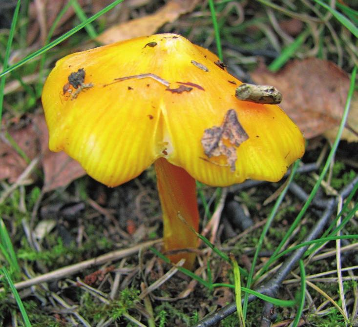 66 Justyna Jaworska, Janusz Łuszczyński, Bożena Łuszczyńska, Agnieszka Tomaszewska In the grasslands of the Chęciny district, there are also interesting macromycetes species considered to be rare and