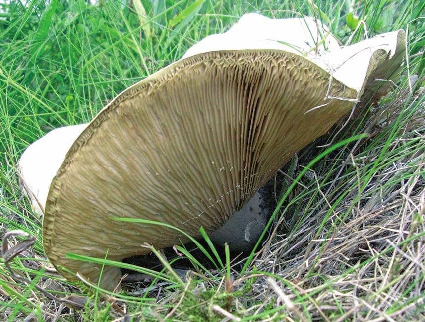 Macromycetes indicator species for xerothermic grasslands of the Chęciny