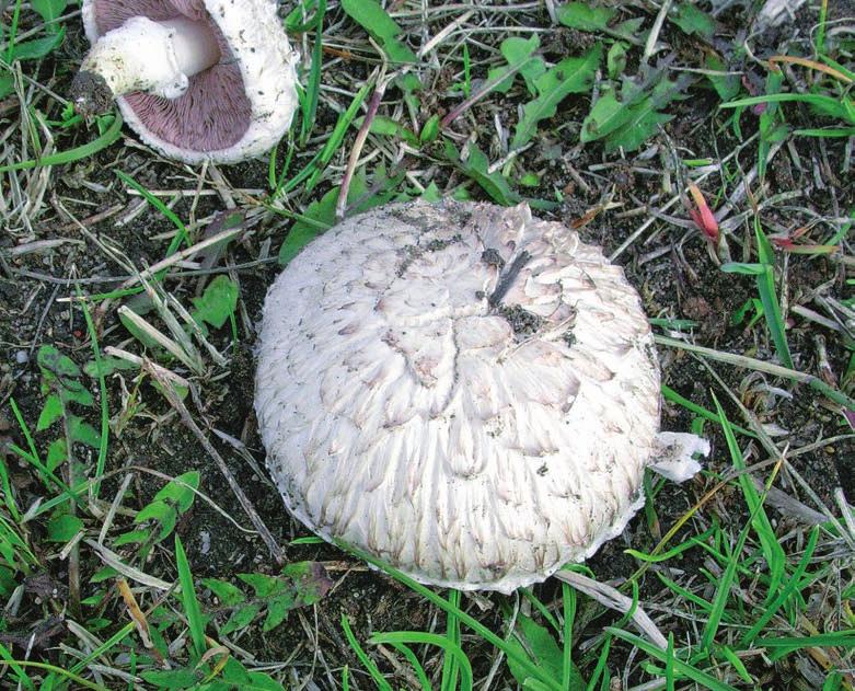 Fruit body of Leucopaxillus lepistoides at the site in Polichno (27 June