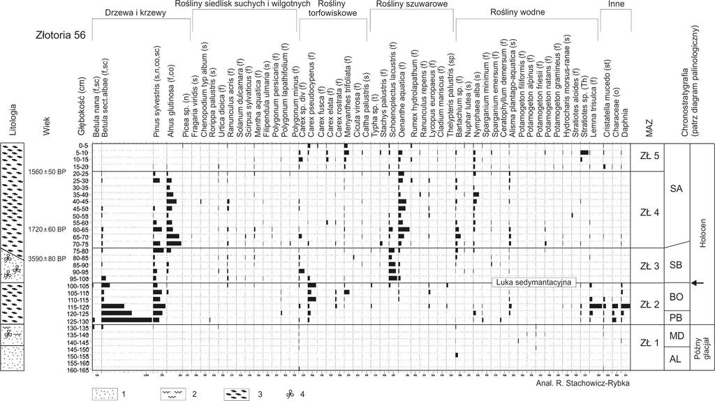 Ryc. 5. Stratygrafia i diagram makroszczątków roślinnych (skrócony) w profilu ZŁ I, Złotoria stan. nr 56.