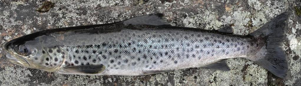 DALSZE OBSERWACJE ZNAD DORZECZA JEZIORA INARI W PÓŁNOCNEJ FINLANDII Kolejny mój wyjazd w okolice Muotkan Ruoktu, prawie przy granicy z Norwegią, odbył się od 27 do 31 sierpnia 2016 r.