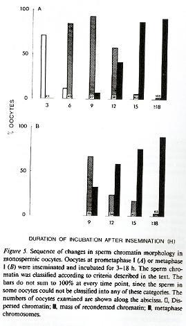 Rysunek 5 pokazuje czasową sekwencję zmian morfologii jądra plemnikowego w dojrzałym oocycie (chromosomy zostały zaklasyfikowane jako metafazowe) 18h po zapłodnieniu plemnikowe chromosomy metafazowe