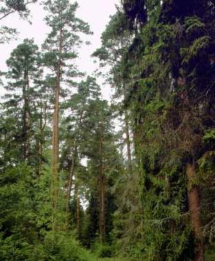 Drzewa organizmy budujące strukturę lasu i modyfikujące jego środowisko.