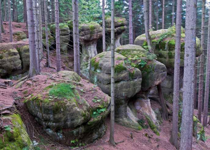 zachodniosudecka, orlicko-bystrzycka i wschodniosudecka. Pomiędzy elewacjami: zachodniosudecką i orlicko- -bystrzycką znajdowała się głęboko wcięta w ląd zatoka sudecka.