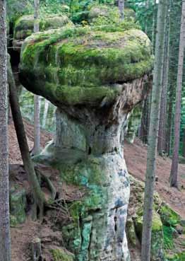 Fig. 5. Grzyb skalny Fig. 5. Rock Mushroon grupy. Stropowe powierzchnie skałek są zaokrąglone przez erozję i tworzą tzw. trzony bryłowe.