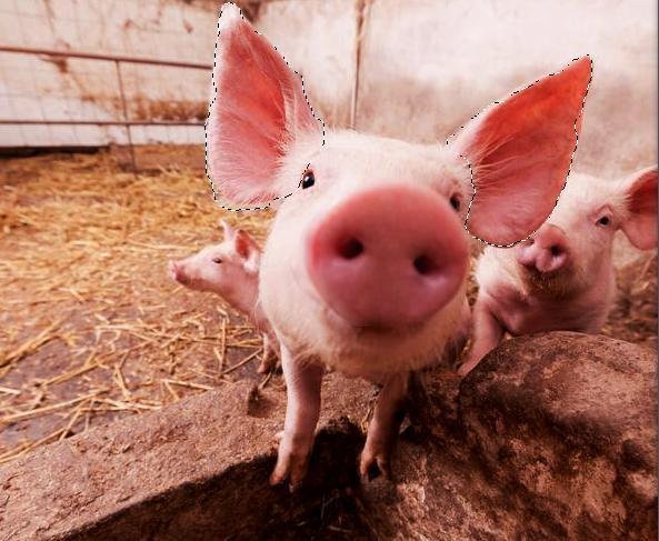 Wyłącz wyświetlanie wszystkich warstw oprócz warstwy oryginalnej