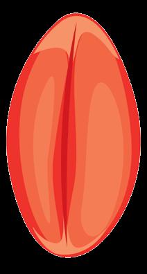 krokom do