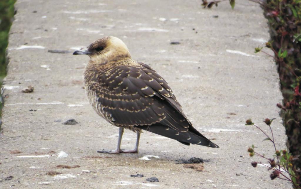 Juvenile Parasitic Skua recorded in September 2014 at Witoszówka reservoir in Świdnica (Lower Silesian Voivodeship) Fot. 7.