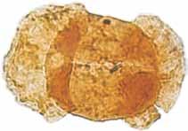 TABLICA I