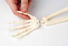 Ręce Połącz spód prawej kości ramiennej z górnym końcem kości łokciowej i