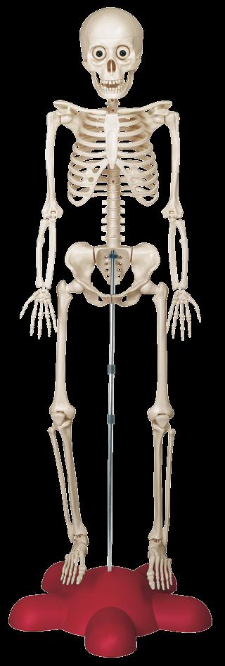 KOŚCI KOSTKA Kości Kostka Tu możesz zobaczyć wszystkie kości, z których składa się twój model Kostka.