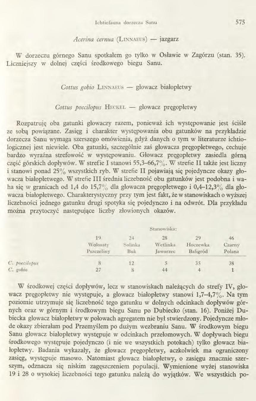 Ichtiofauna dorzecza Sanu 575 Acerina cernua ( L inn aeus) jazgarz W dorzeczu górnego Sanu spotkałem go tylko w Osławię w Zagórzu (stan. 35). Liczniejszy w dolnej części środkowego biegu Sanu.