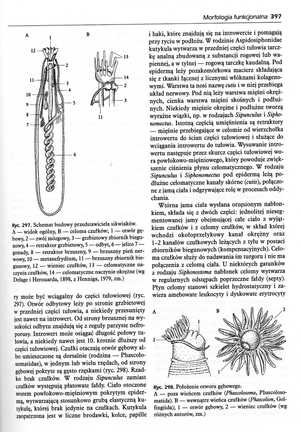 Morfologia funkcjonalna 397 Rye. 297. Schemat budowy przedstawiciela sikwiakow. A widok ogolny, B celoma czutkow; 1 otwor g?