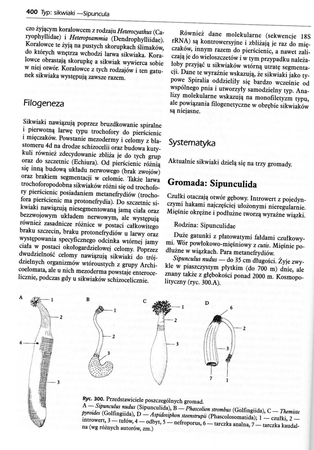 400 lyp: sikwiakr Sipuncula czo zyja_cym koralowcem z rodzfyiiheterocyathus (Caryophyllidae) i Heteropsammia (Dendrophylliidae). Koralowce te zyja.