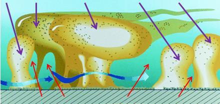 24 Wpływ warunków hydraulicznych i rodzaju materiału na biofilm (np.