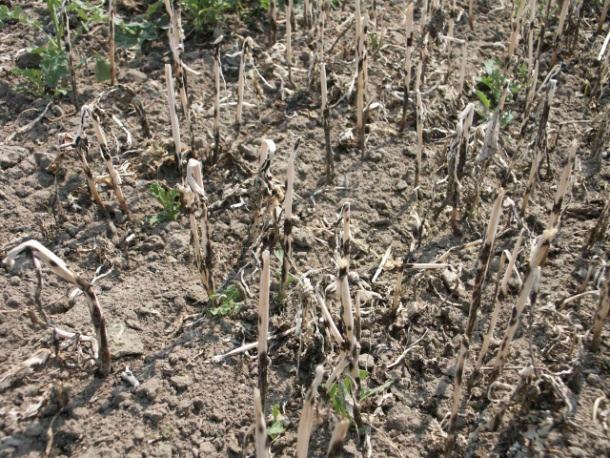 System Prognozowania Epidemii Chorób Instytut Genetyki