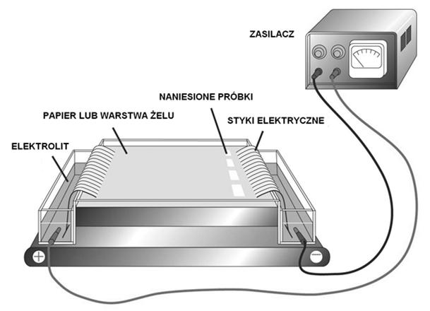 Schemat zestawu do elektroforezy Zestaw do