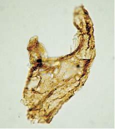 Dinocysty z formacji szlachtowskiej (A
