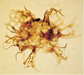 Dinocysts from the Szlachtowa Formation