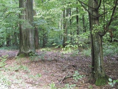 594 POLISH BOTANICAL JOURNAL 58(2). 2013 Fig. 2. Mixed forest in the Cisy koło Sierakowa Nature Reserve, Woźnicko-Wieluńska Upland (photo 7 September 2010). Fig. 3.