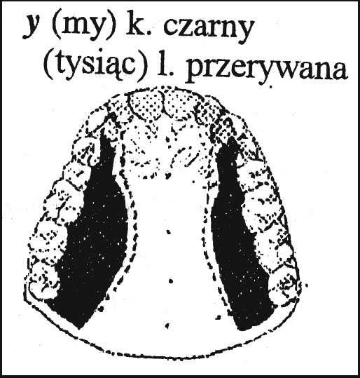 Jêzyk jest przesuniêty do przodu i wzniesiony ku przedniej czêœci podniebienia twardego (rys. 11), bokami przylega do dzi¹se³ (rys.