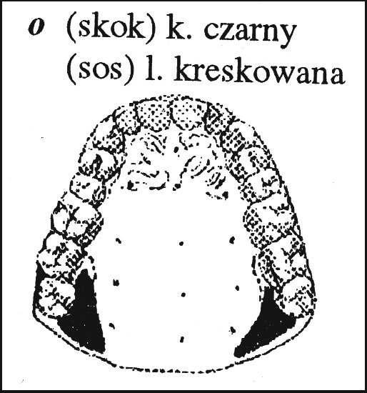 Jêzyk jest silnie cofniêty w g³¹b jamy ustnej, dlatego samog³oska [o] jest nazywana najbardziej tyln¹ wœród tylnych samog³osek polskich (rys.