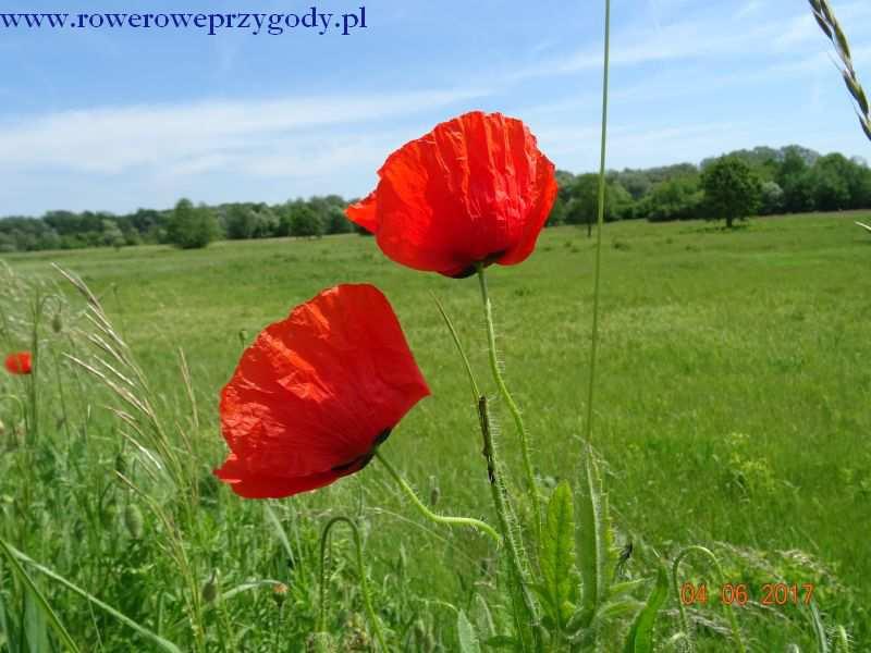 Zdjęcie nr 5 - Piękne maki rosnące wzdłuż wału przeciwpowodziowego w okolicy wsi Bytyń.