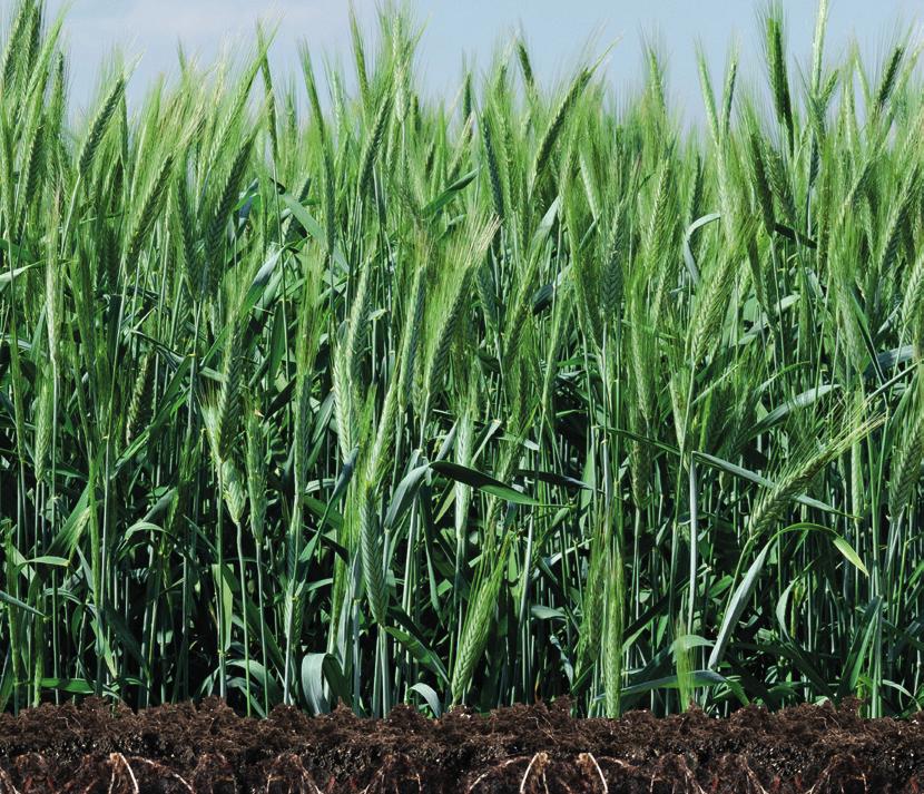Wygodny w stosowaniu Możliwość stosowania w wielu uprawach Szerokie spektrum Wysoka skuteczność Brak uodpornień dzięki niskiej dawce na 1 ha zbóż oraz na trawnikach i boiskach zwalczanych zwalczanych