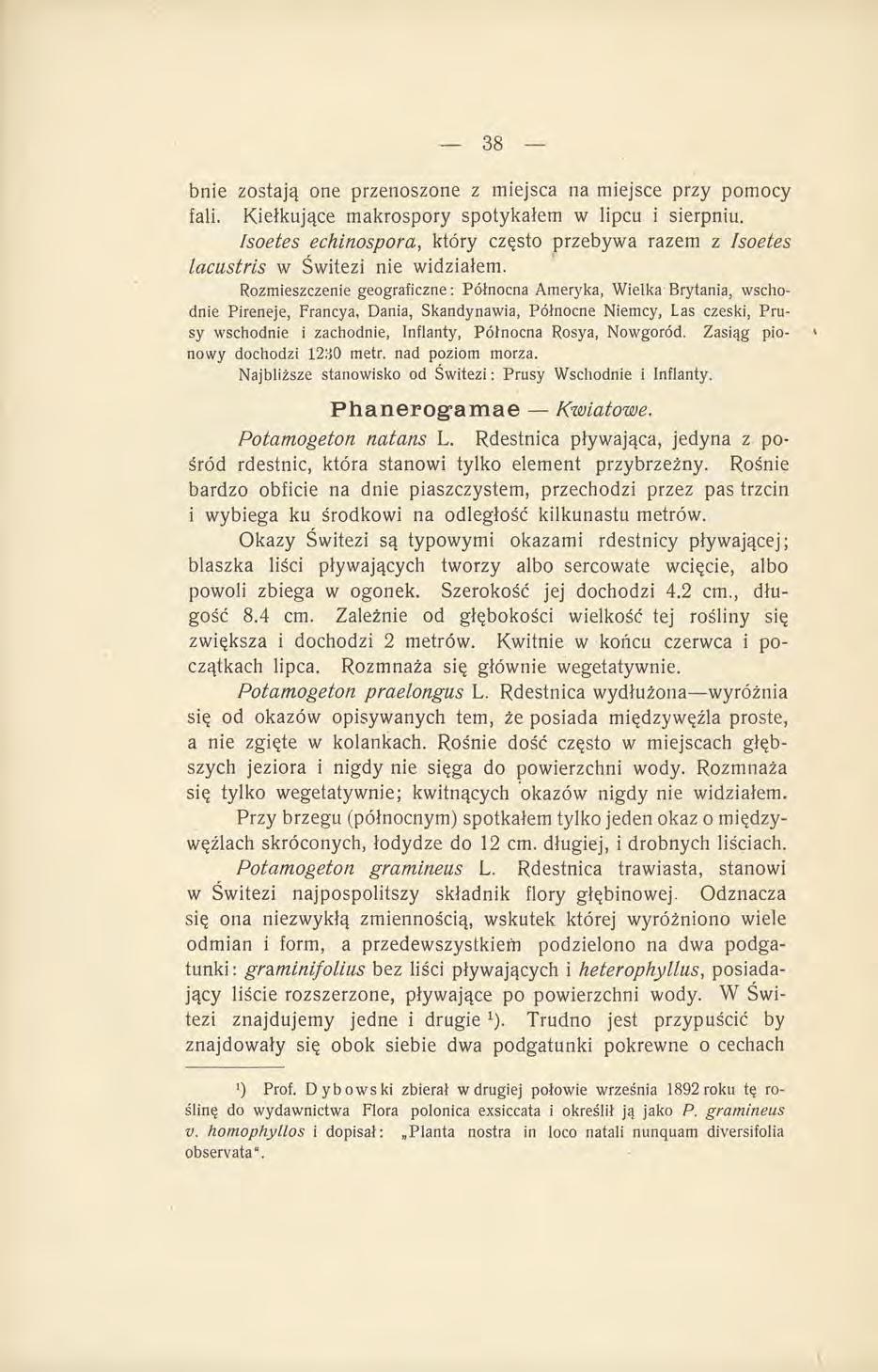 bnie zostają one przenoszone z miejsca na miejsce przy pomocy fali. Kiełkujące makrospory spotykałem w lipcu i sierpniu.