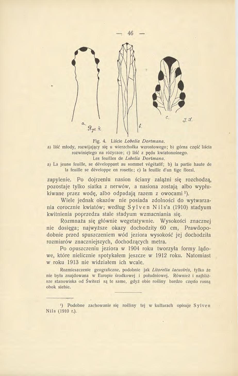 a) liść młody, rozwijający się u wierzchołka wzrostowego; b) górna część liścia rozwiniętego na różyczce; c) liść z pędu kwiatonośnego. Les feuilles de Lobelia Dortmana.