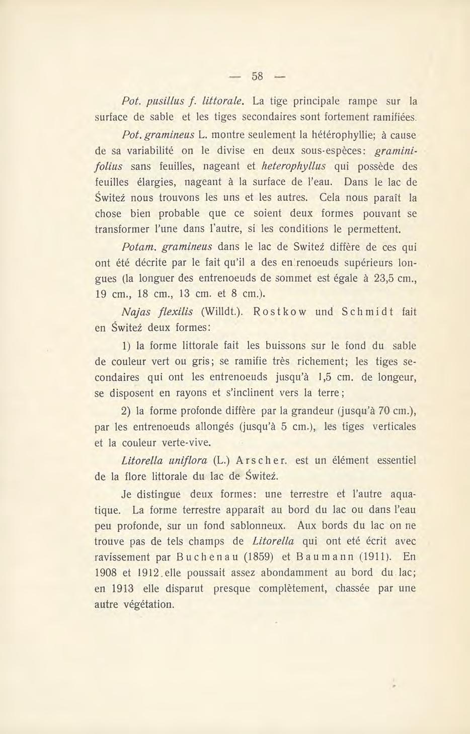 Pot. pusillus f. littorale. La tige principale rampe sur la surface de sable et les tiges secondaires sont fortement ramifiées. Pot. gramineus L.