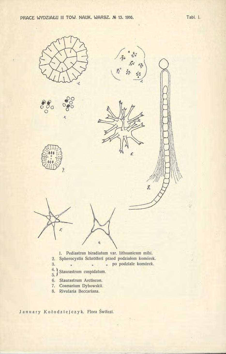 1. Pediastrun biradiatum var. lithuanicum mihi. 2. Spherocystis Schrótteri przed podziałem komórek. 3. po podziale komórek.