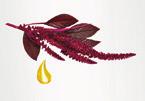 amaranthus extracts silikonów,