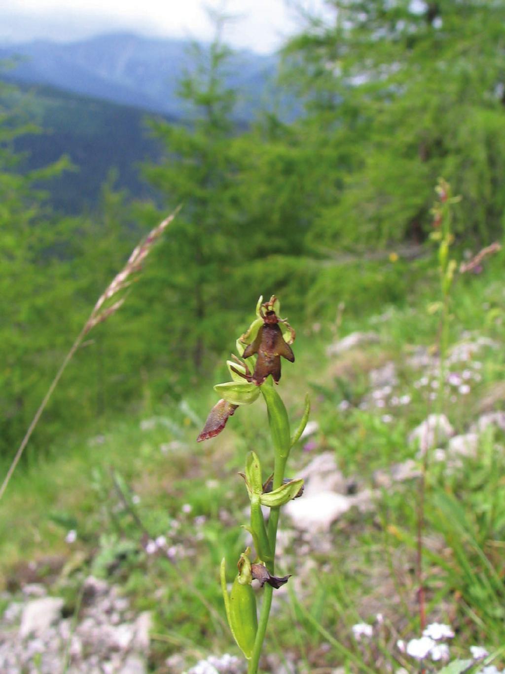 Ryc. 1. Dwulistnik muszy fragment kwiatostanu (25.06.2007; fot. E. Walusiak). Fig. 1. Inflorescence of fly orchid Ophrys insectifera (25 June 2007; photo by E.