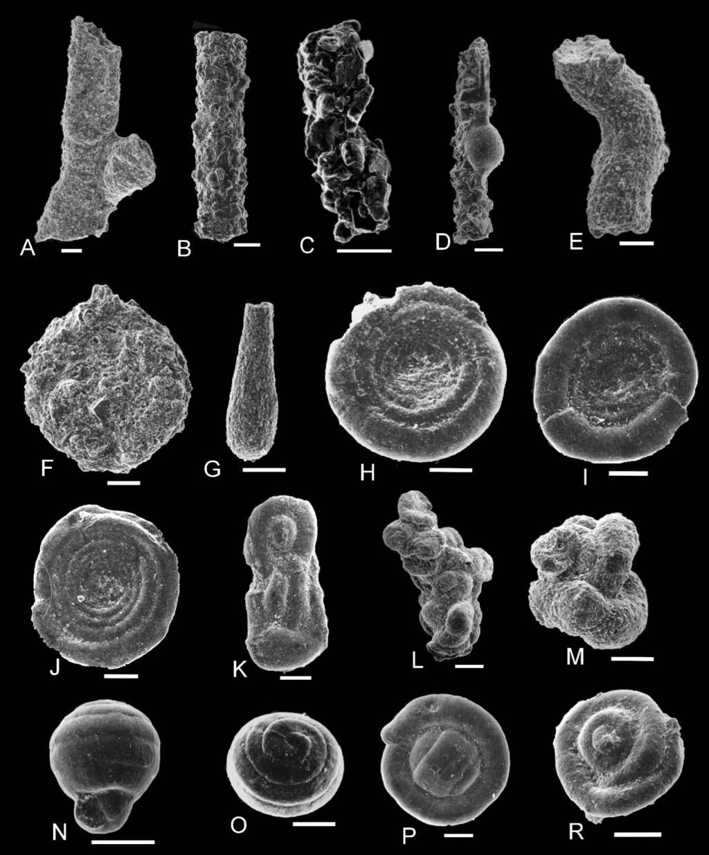 208 M. CI ESZ KOWKI ET AL. Fig. 6. Small fora mini fera from tuf fites and sur rounding deposits.