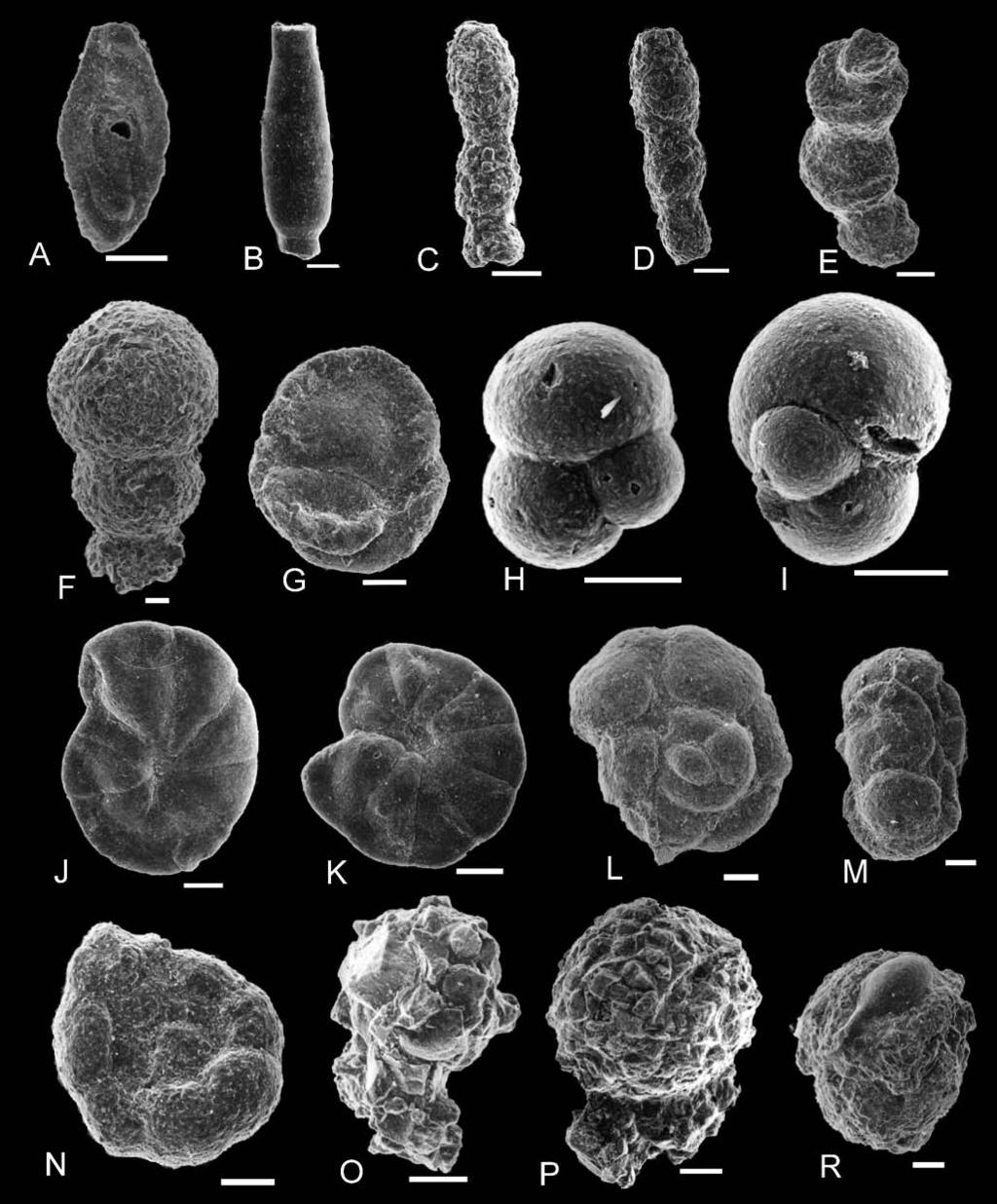 BEN TO NI TIZED TUF FITES IN THE LOWER EO CENE DEPOSITS 209 Fig. 7. Small fora mini fera from tuf fites and sur rounding deposits.