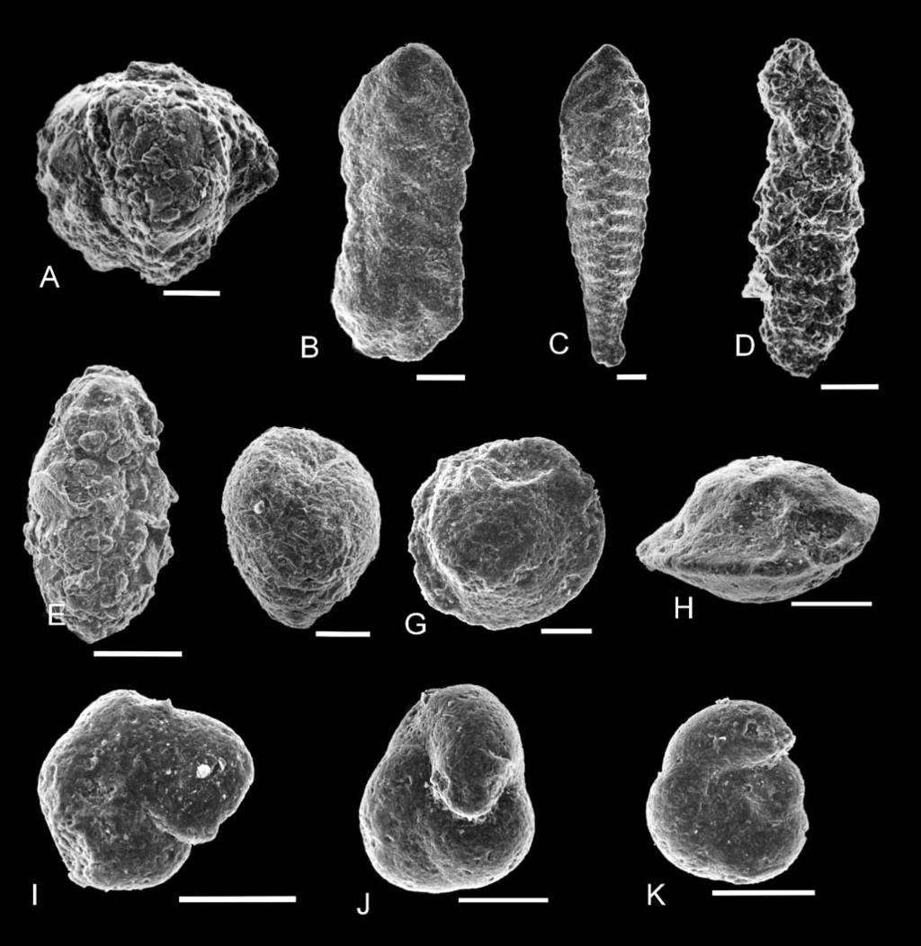 210 M. CI ESZ KOWKI ET AL. Fig. 8. Small fora mini fera from tuf fites and sur rounding deposits.